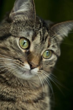 Yeşil arka planda güzel bir kedi