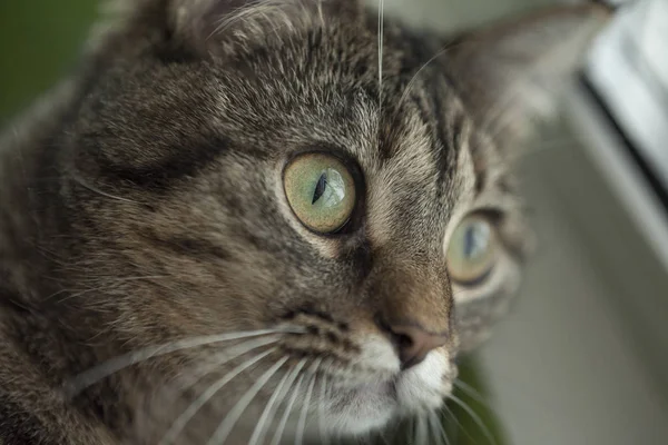 Hermoso gato sobre un fondo verde —  Fotos de Stock