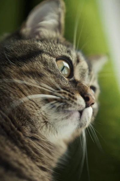 Namlu - alttan görünümü kadar yakın bir kedi — Stok fotoğraf