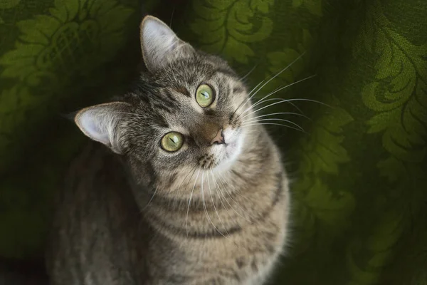 Belo gato em um fundo verde — Fotografia de Stock