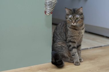 Yerde otururken oynayan kedi