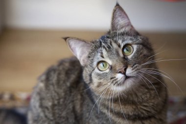 Güzel bir kedinin portresi.