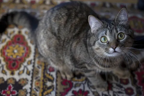 Yeşil gözlü güzel bir kedi portresi — Stok fotoğraf