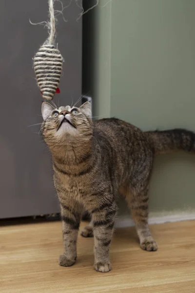 The cat plays with a mouse — Stock Photo, Image