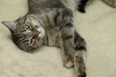 Yerli kedi bir yün halı üzerinde oynama