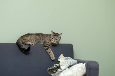 Kedi evdeki döşemeli mobilyaların pençelerini biler.