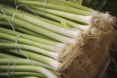 Genç soğan kökleri ile. Işın