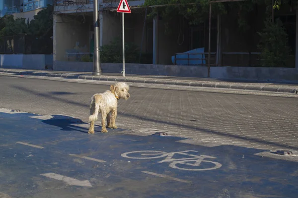 Rowerów pasa. Ten pies stoi na jezdni — Zdjęcie stockowe