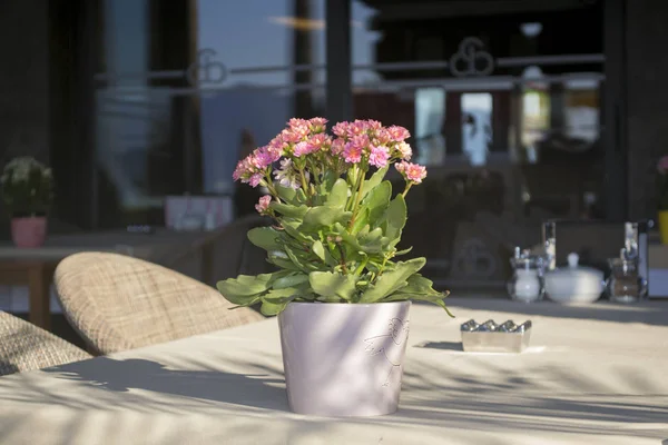 Las flores en la cacerola sobre la mesa en la cafetería — Foto de Stock