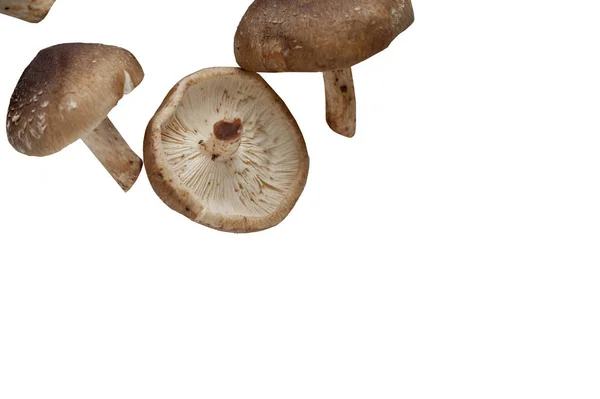 Shiitake-sieni valkoisella taustalla — kuvapankkivalokuva
