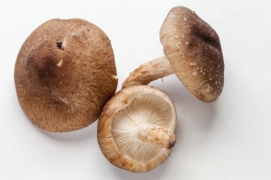 shiitake mantar beyaz zemin üzerine