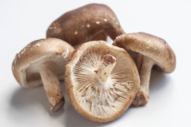 shiitake mantar beyaz zemin üzerine