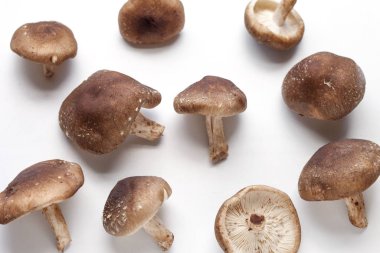 shiitake mantar beyaz zemin üzerine