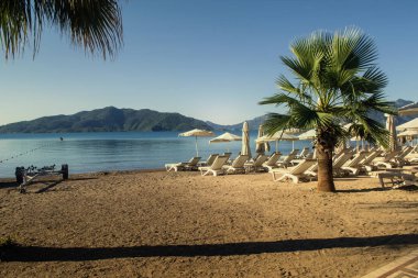 Mavi şezlong ve şemsiye bir plajda palmiye ağaçları ile tropikal bir ortamda bir dizi