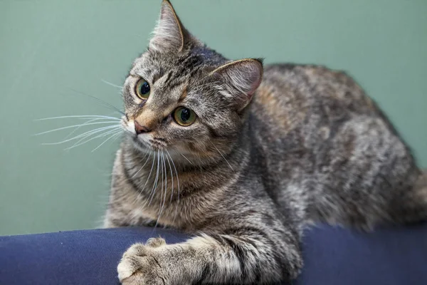 Yeşil gözlü bir kedi portresi şaşırttı, bir ev evde izole — Stok fotoğraf