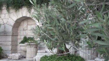 Zeytin ağacı antik kalıntılar arka plan üzerinde