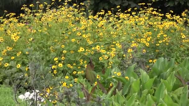 Flower Bed Yellow Flowers Hitting Camera — Stock Video