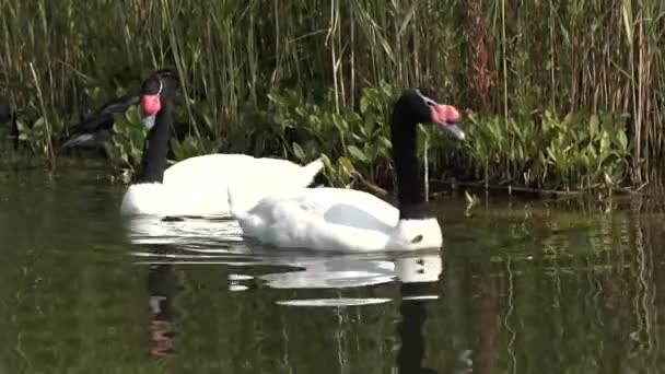 Un par de cisnes blancos comen hierba cerca de la orilla — Vídeos de Stock