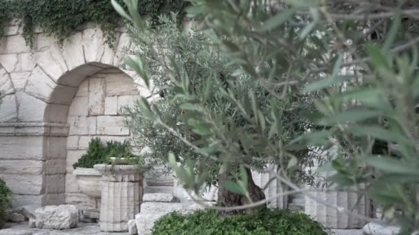 Italiaanse binnenplaats van een olijfboom — Stockvideo