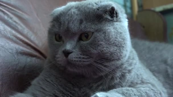 İri turuncu gözlü bir kedi kanepede yatıyor. İngiliz kedi komik görünüyor. — Stok video