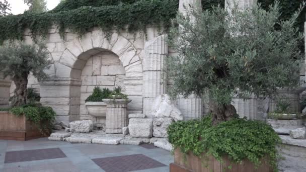 Italian courtyard of an olive tree — Stock Video