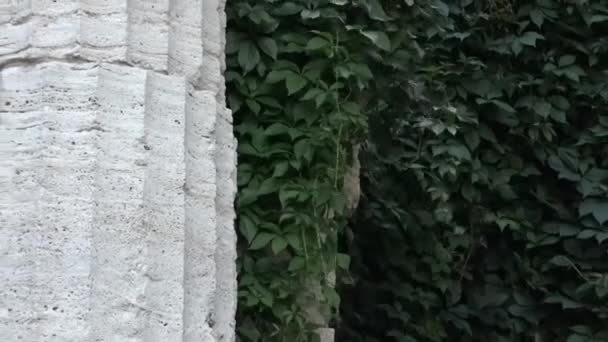 Ivy Bladeren Zwaaien Wind Tegen Achtergrond Van Oude Kolom — Stockvideo