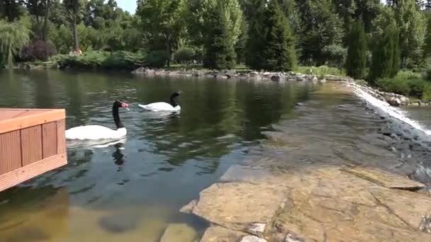 Λευκός Κύκνος Ένα Μαύρο Λαιμό Μια Λιμνούλα — Αρχείο Βίντεο