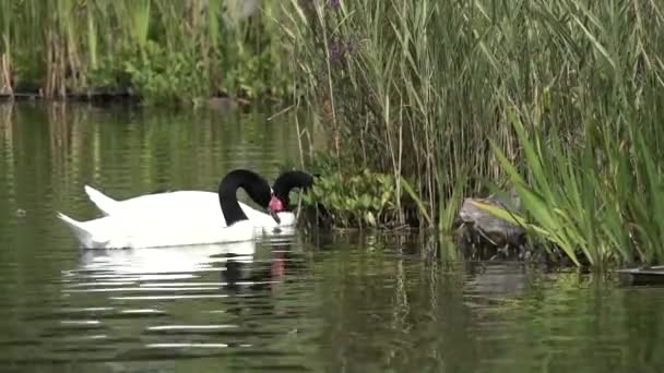 Witte Zwaan Met Een Zwarte Nek Een Vijver — Stockvideo