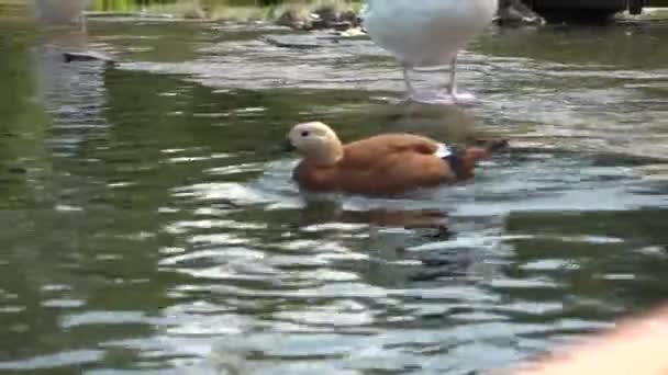 Eenden Zwanen Een Vijver Schoon Veren — Stockvideo