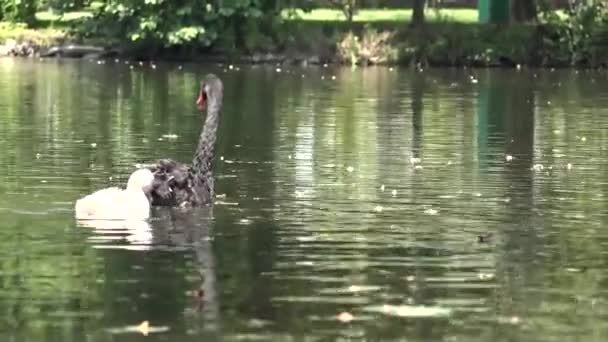 Cigno Nero Con Piccolo Cucciolo Nuota Sull Acqua — Video Stock