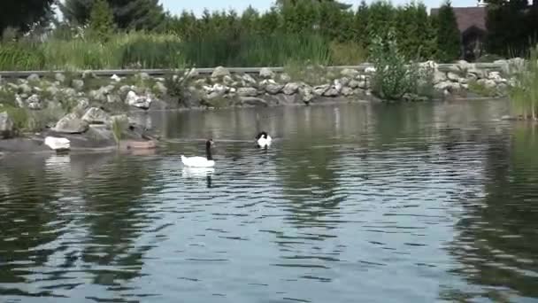 Witte Zwaan Met Een Zwarte Nek Een Vijver — Stockvideo