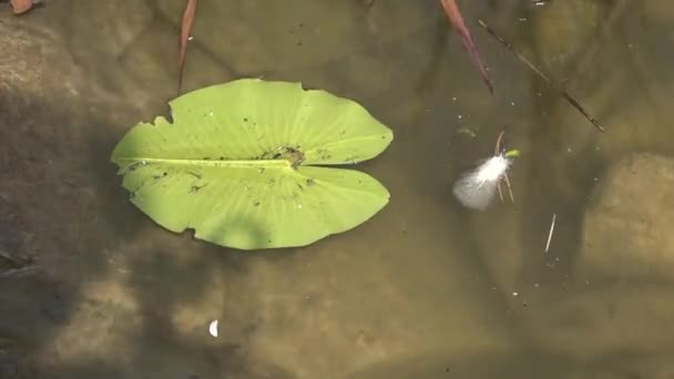 Hoja Lirio Agua Superficie Agua — Vídeo de stock