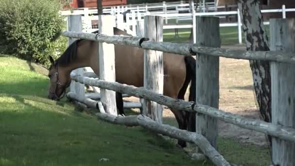 Caballo Sacó Cabeza Por Valla Estaba Comiendo Hierba — Vídeo de stock