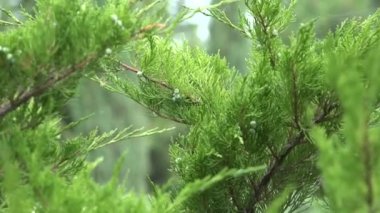 Ardıç koniler closeup bir Bush