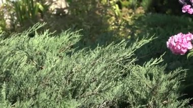 Ardıç koniler closeup bir Bush