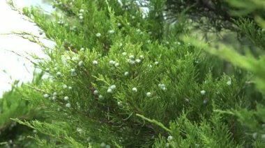 Ardıç koniler closeup bir Bush