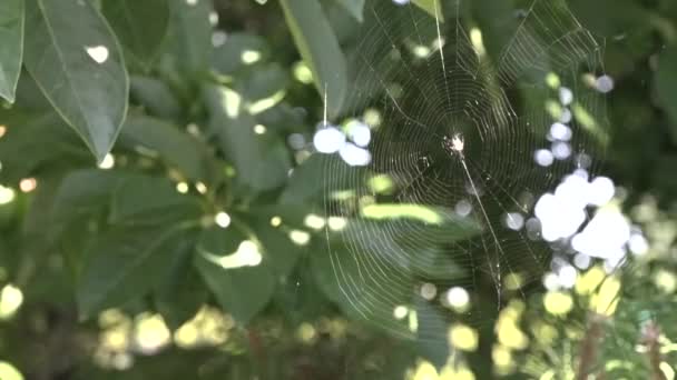 Web Close Balançoires Dans Vent Parmi Les Plantes — Video