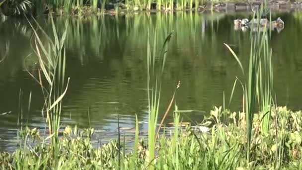 Schilderachtige Vijver Het Park — Stockvideo