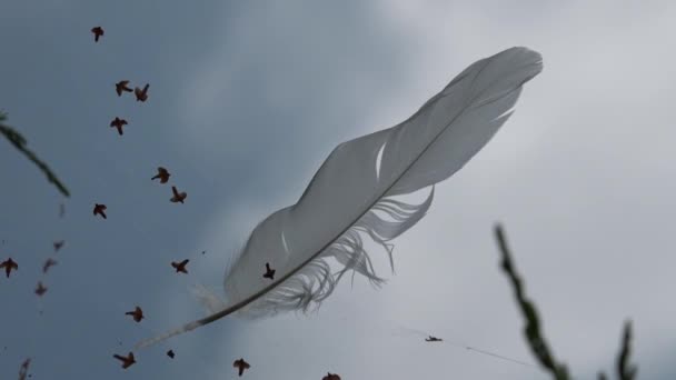 Pluma Del Pájaro Yace Una Red Suavemente Balanceándose Viento Contra — Vídeos de Stock