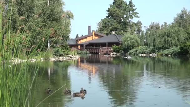 乌克兰基辅 2017年5月12日 Mezhyhirya 住宅木屋背景下的鸭池塘 — 图库视频影像