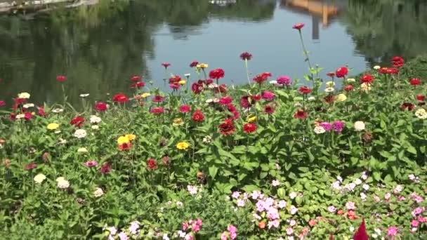 Picturesque Pond Park — Stock Video