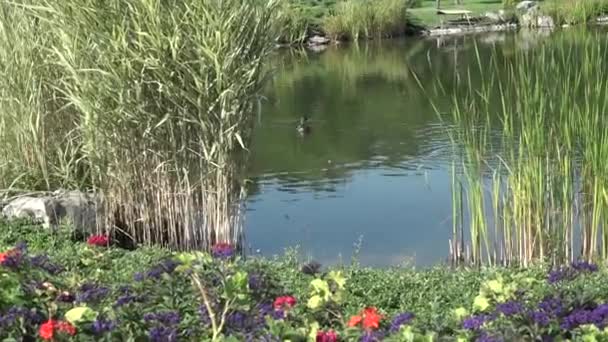 Schilderachtige Vijver Het Park — Stockvideo