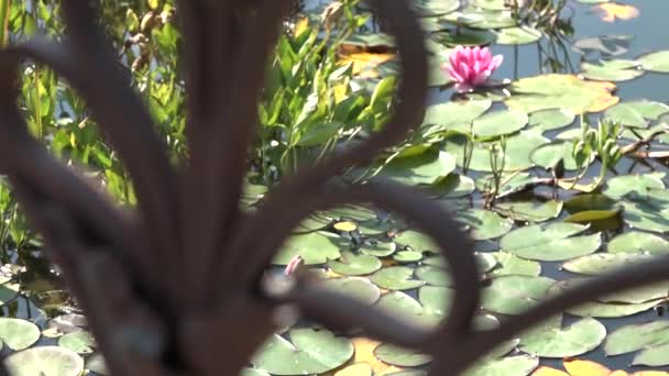 Nénuphar Fleurs Est Rose Surface Eau Clôture Forgée Floue Premier — Video