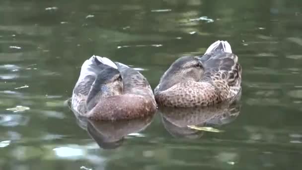 Zwei Enten Schlafen Auf Dem Wasser Und Verstecken Einen Schnabel — Stockvideo