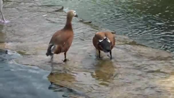 Les canards se tiennent sur un rocher dans l'eau — Video
