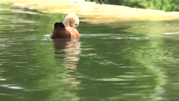 アヒルは 水に泳ぐ クローズ アップ 背面図 — ストック動画