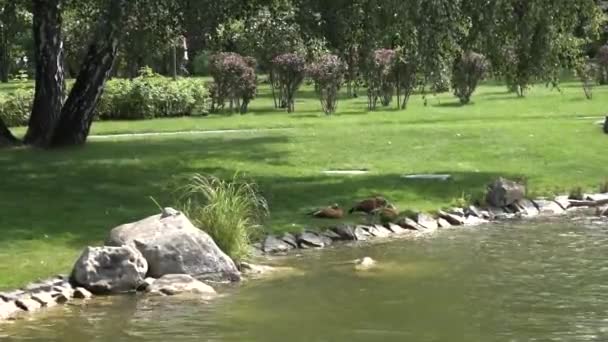 Patos Descansan Orilla Hermoso Estanque — Vídeos de Stock