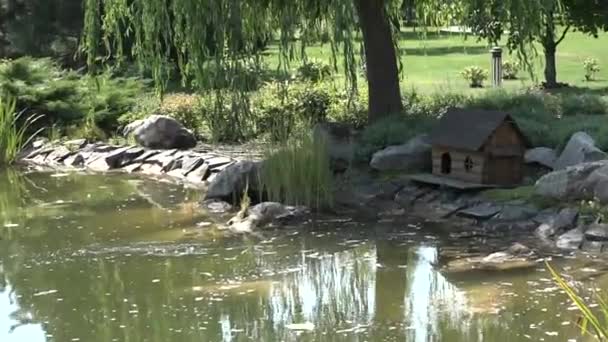 Деревянный Дом Водоплавающих Птиц Берегу Озера Плавный Наезд Камеру — стоковое видео
