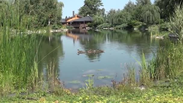 池塘与鸭子 从岸边看 覆盖着绿色的草地 一个美丽的夏日 — 图库视频影像
