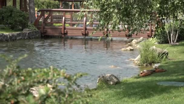 Étang Avec Pont Bois Vue Depuis Rivage Couverte Herbe Verte — Video